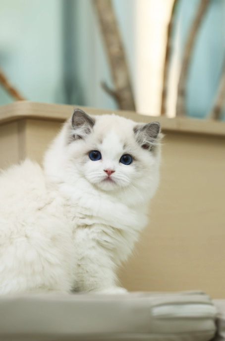 Do Cats Get Lonely Alone? Understanding Feline Social Needs and Companion Solutions